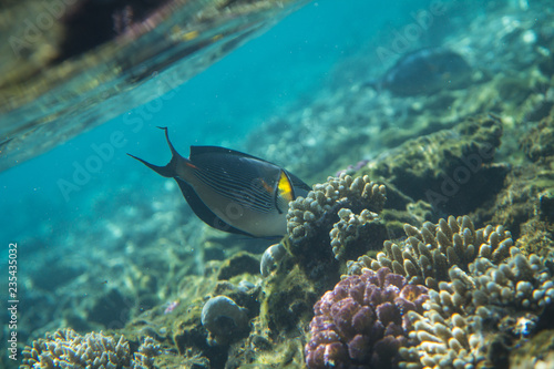 Red Sea Egypt fish ocean coral underwater  © Dmitry