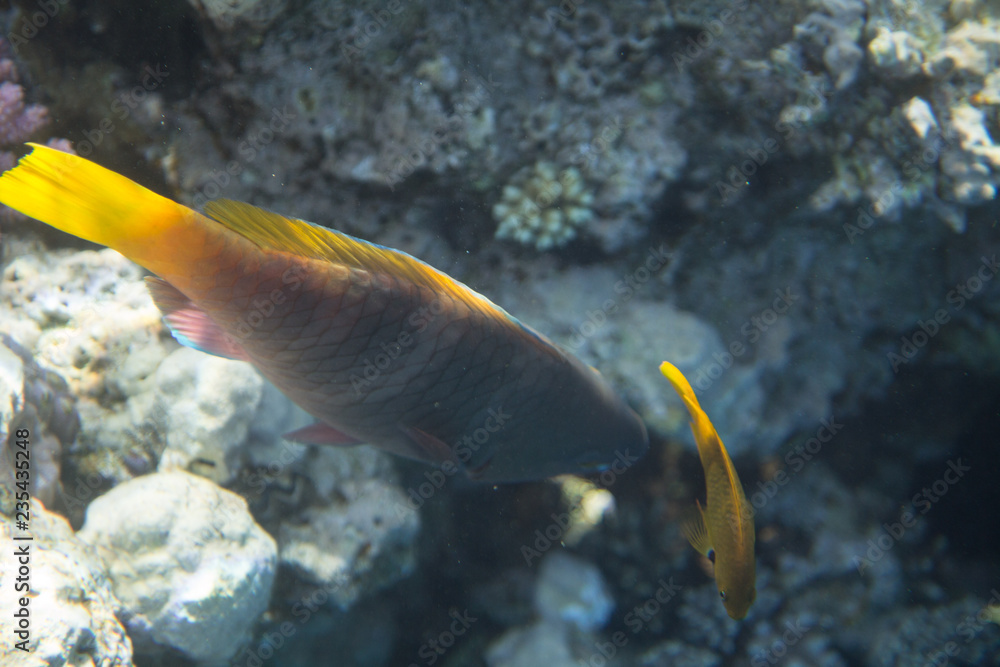 Red Sea Egypt fish ocean coral underwater 