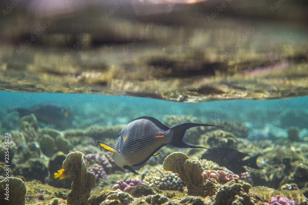 Red Sea Egypt fish ocean coral underwater Red Sea Egypt fish ocean coral underwater