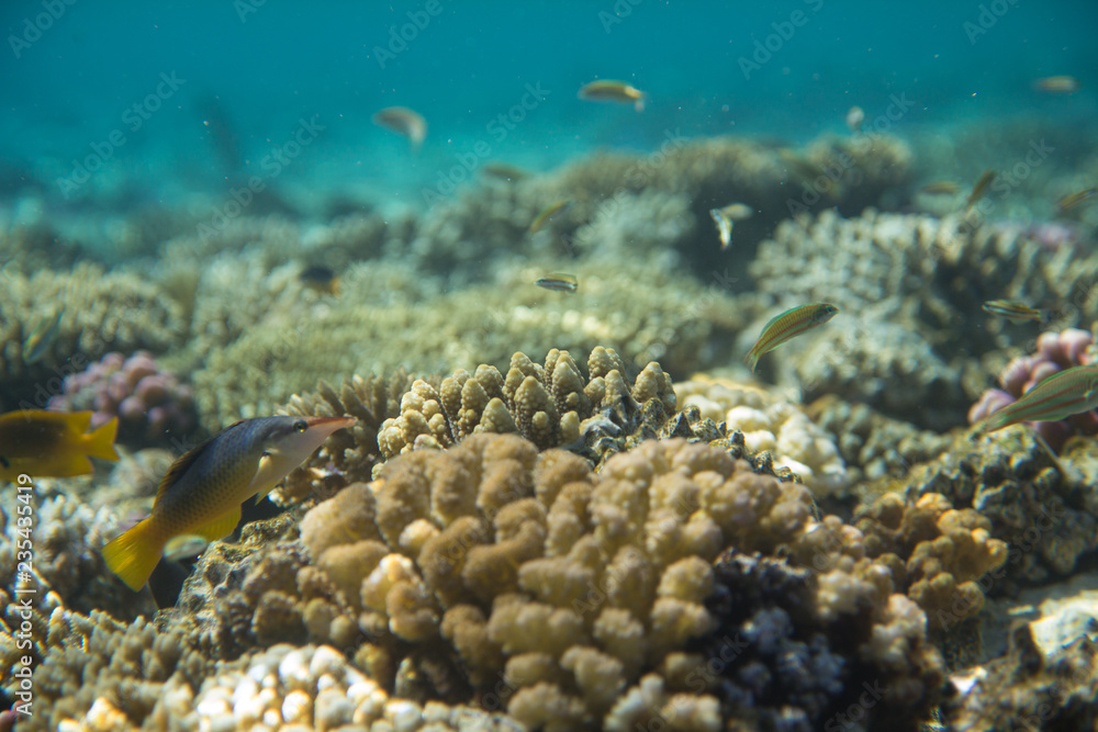 Fototapeta premium Red Sea Egypt fish ocean coral underwater 