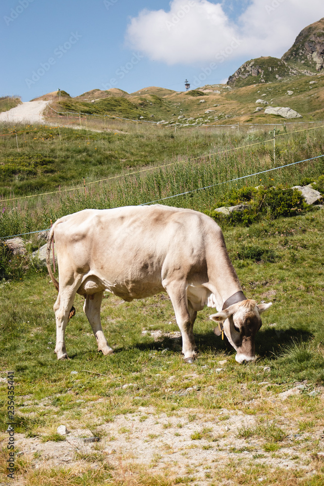 swiss cow at Bettmeralp, Switzerland swiss cow at Bettmeralp, Switzerland