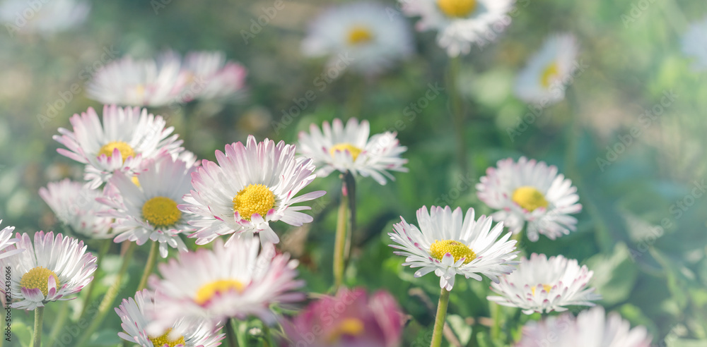 Obraz premium Flower in meadow, daisy flower in spring, beauty in nature