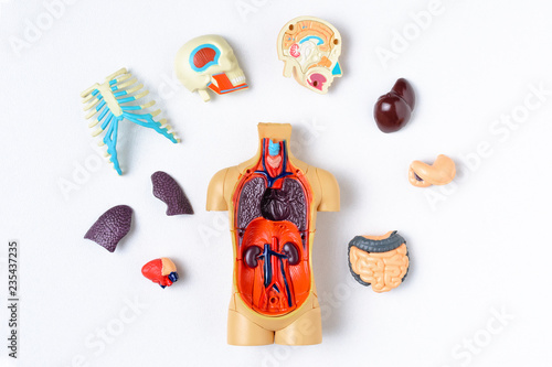 Konstfotografi Plastic man dummy with internal organs on a white background