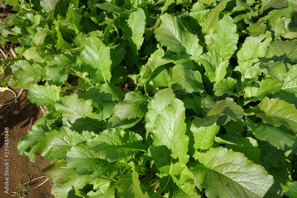 秋の菜園 秋の菜園