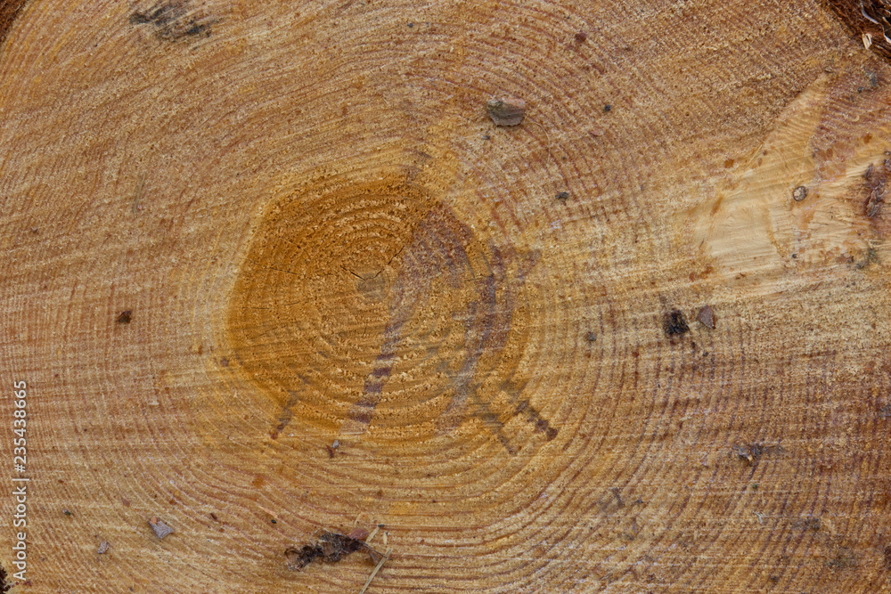 Naklejka premium Wood pattern