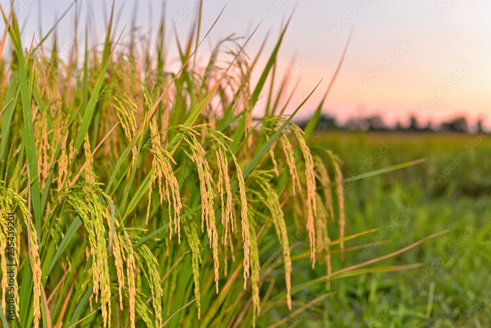Fototapeta premium Rice in the field and ready to harvest 