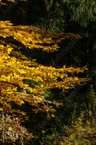 herbstfärbung laubbaum buche