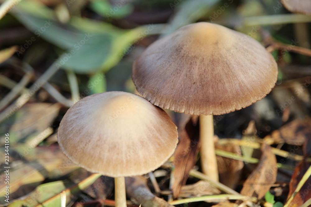 Wonderful mushrooms after the rain, born with the sun Wonderful mushrooms after the rain, born with the sun