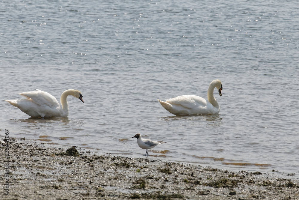 sea birds at the english south coast sea birds at the english south coast
