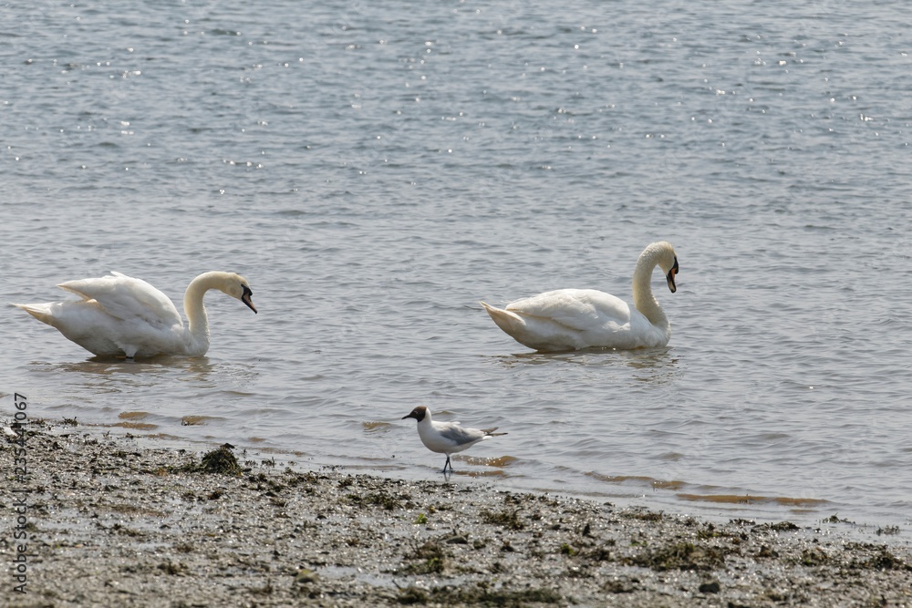 sea birds at the english south coast