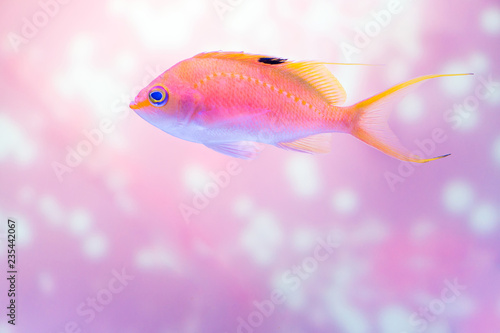 Close up shot of pink anthias fish on glittering background