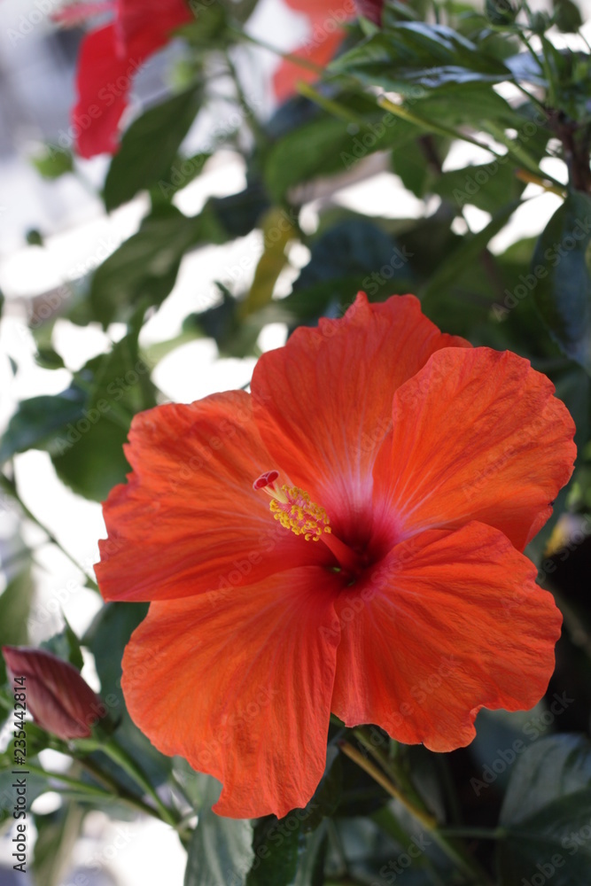 A flower of a red hawaiian hibiscus among green leaves and a burgeon A flower of a red hawaiian hibiscus among green leaves and a burgeon
