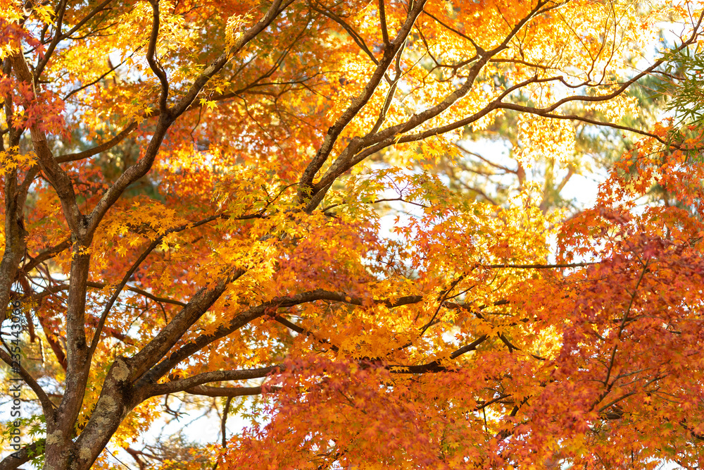 Maple leaves change color. From green to yellow until it reaches red in the park. The city of Nikko has a light through the sun through the shadow. Maple leaves change color. From green to yellow until it reaches red in the park. The city of Nikko has a light through the sun through the shadow.