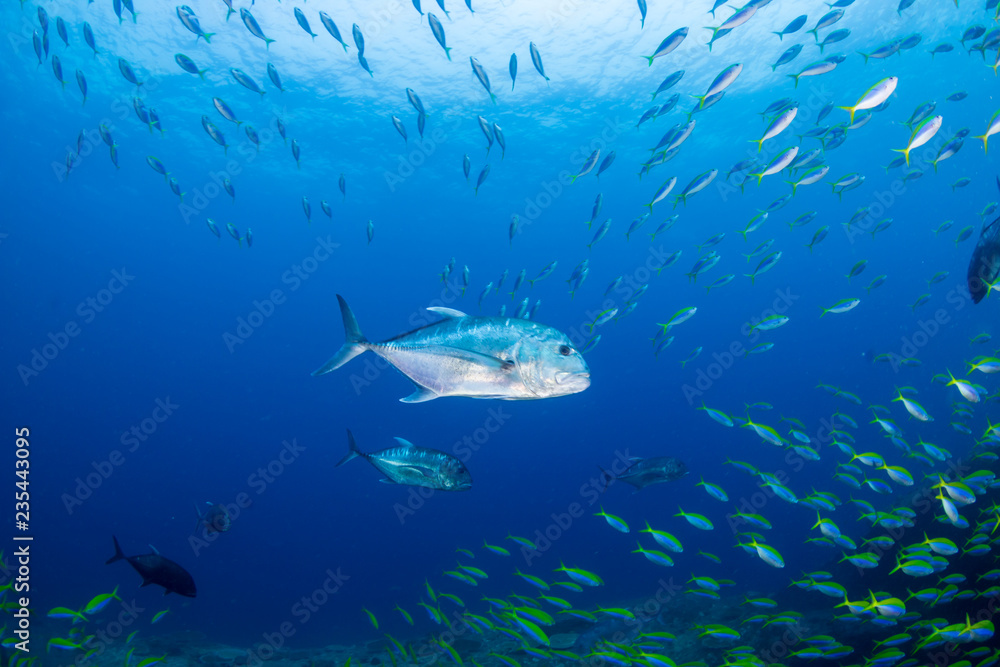 Trevally hunting on a tropical coral reef Trevally hunting on a tropical coral reef