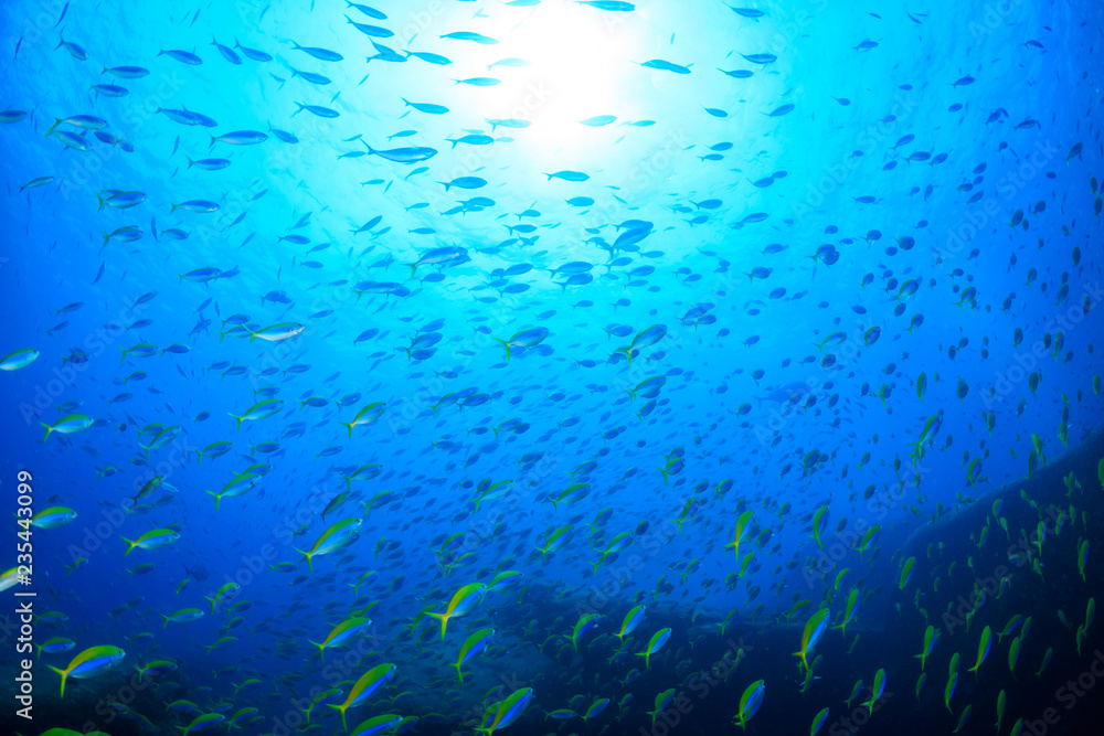 A large school of colorful Fusilier fish on a coral reef A large school of colorful Fusilier fish on a coral reef