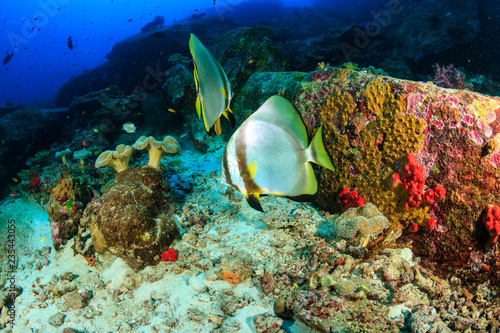 Large Batfish floating around a deep water tropical coral reef in Thailand