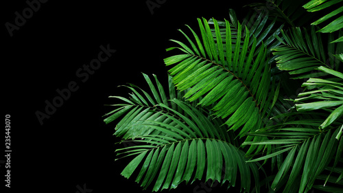 Tropical palm leaves  rainforest foliage nature plant bush on black background.