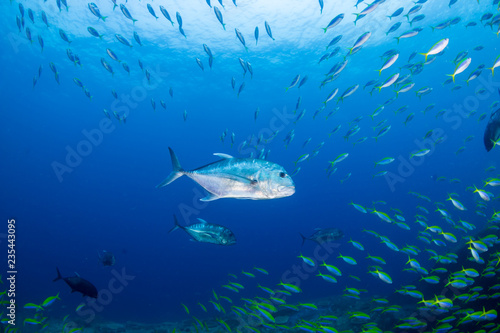 Trevally hunting on a tropical coral reef © whitcomberd