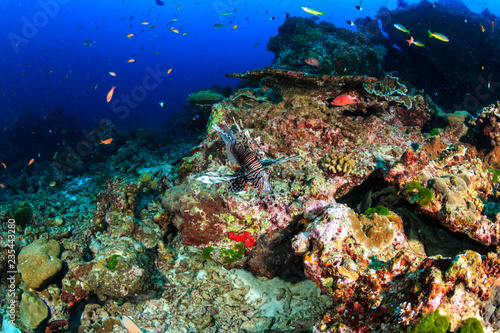 Fototapeta Naklejka Na Ścianę i Meble -  Colorful Lionfish hunting on a tropical coral reef