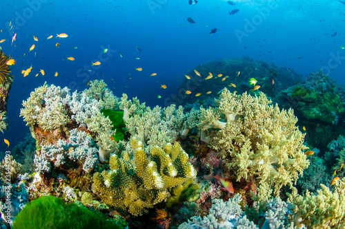 Fototapeta Naklejka Na Ścianę i Meble -  Colorful tropical fish swimming around corals on a coral reef