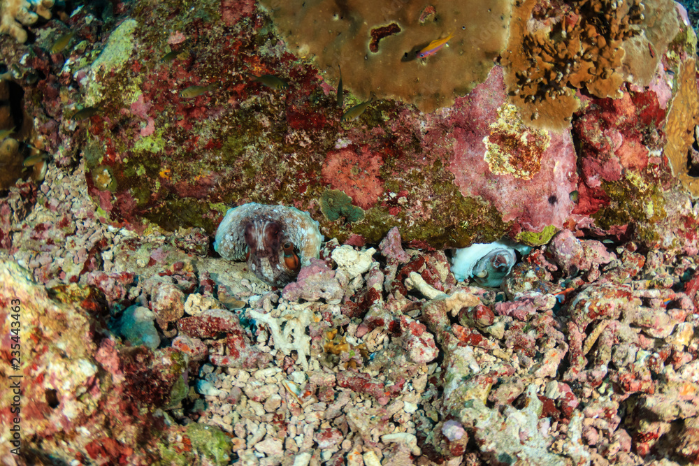 Two Octopus in holes on a tropical coral reef Two Octopus in holes on a tropical coral reef