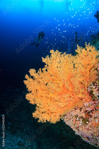Beautiful and delicate Gorgonia sea fan on a tropical coral reef