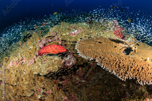 A colorful Coral Grouper on a healthy tropical coral reef in Thailand