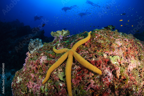 Large Starfish and background SCUBA divers on the coral reef at Koh Tachai, Thailand