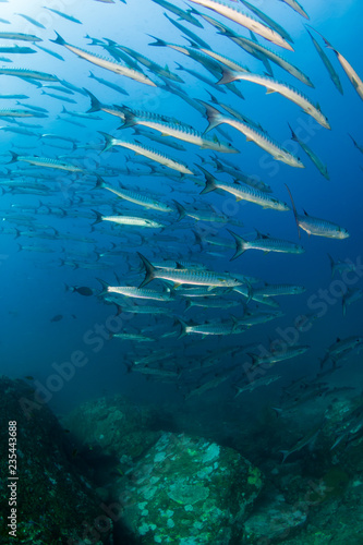 Large school of Barracuda in a blue tropical ocean (Koh Tachai, Thailand) © whitcomberd