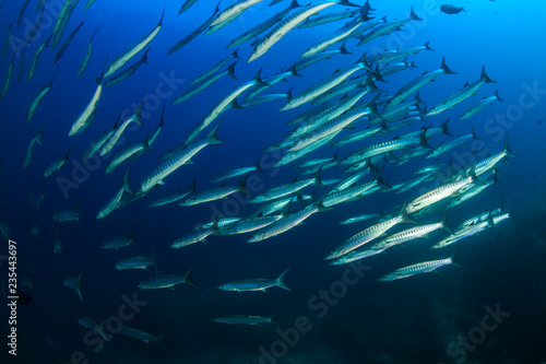 Large school of Barracuda in a blue tropical ocean (Koh Tachai, Thailand)