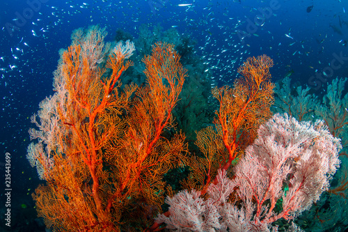 Fototapeta Naklejka Na Ścianę i Meble -  Beautiful, colorful tropical coral reef at the Surin Islands (Richelieu Rock)