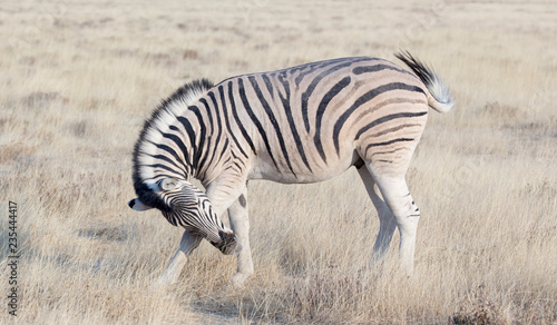 Zebra standing in the savannah