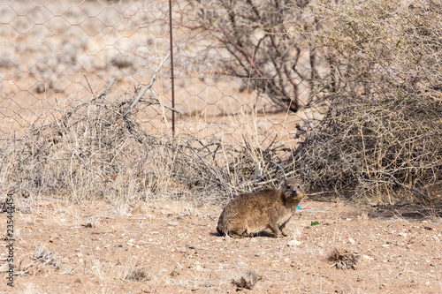 Kerodon big mouse in a street photo