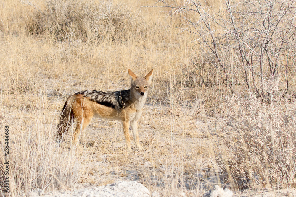 Jackal standing in golden grass looking at camera Jackal standing in golden grass looking at camera