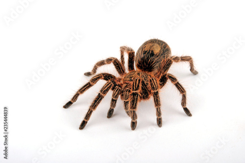 Chilenische Vogelspinne (Euathlus sp. bronze) - tarantula from Chile photo