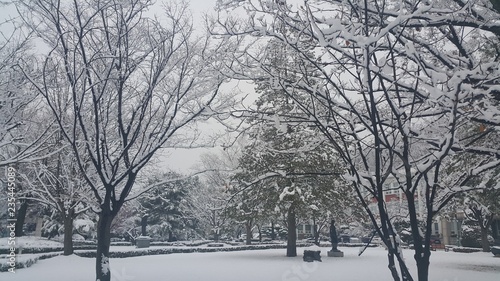 Wallpaper Mural snow on ground and tree branches in winter snowfall season Torontodigital.ca