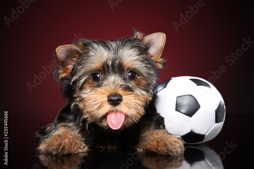 Funny Yorkshire Terrier puppy shows tongue