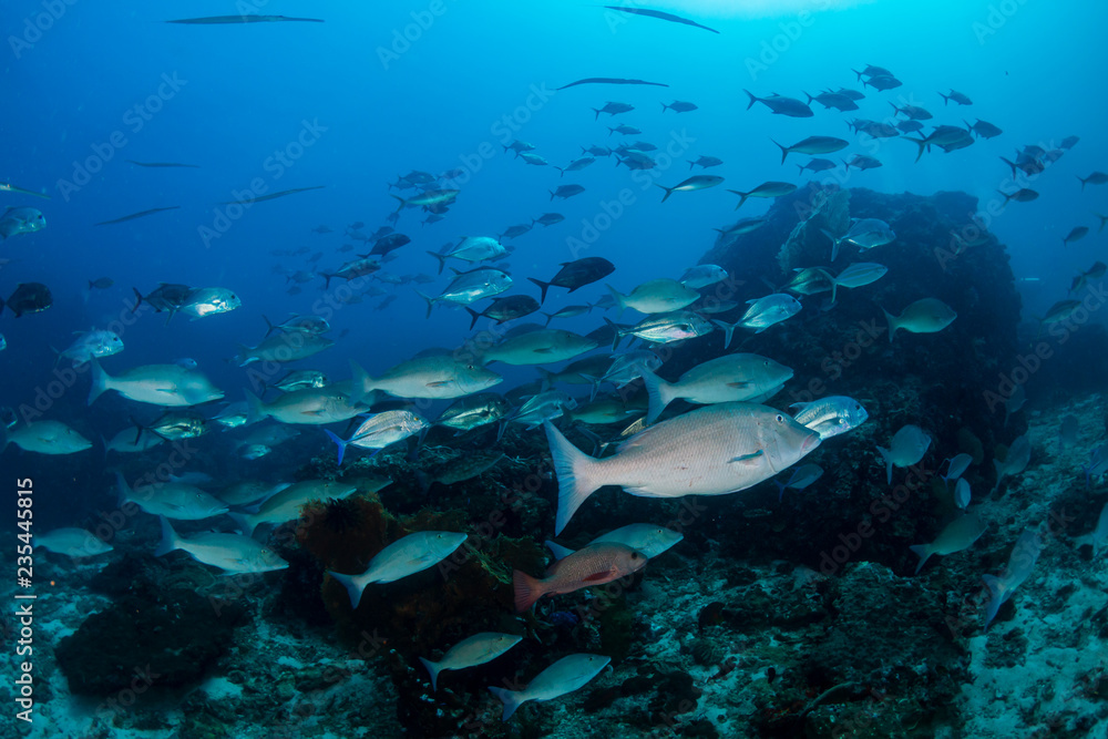 Emperor hunting on the coral reef of Richelieu Rock, Thailand Emperor hunting on the coral reef of Richelieu Rock, Thailand