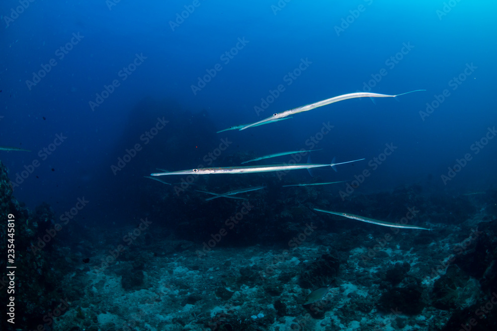 Several Cornet Fish hovering on a tropical coral reef