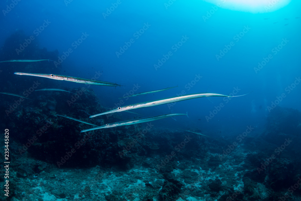 Fototapeta premium Several Cornet Fish hovering on a tropical coral reef