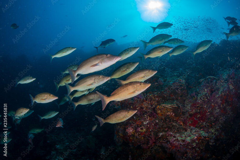 Fototapeta premium Emperor hunting on the coral reef of Richelieu Rock, Thailand