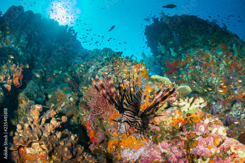 Beautiful, colorful tropical coral reef at the Surin Islands (Richelieu Rock)