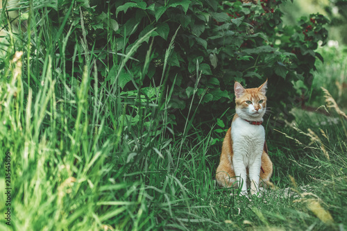 Cute funny red white cat in red collar on the green grass watching for something