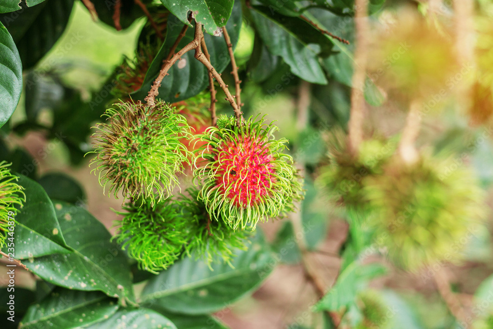 Rambutan on branches. Rambutan on branches.