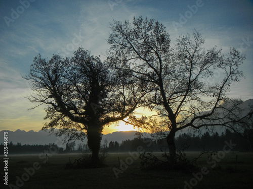 Bäume im Spätherbst