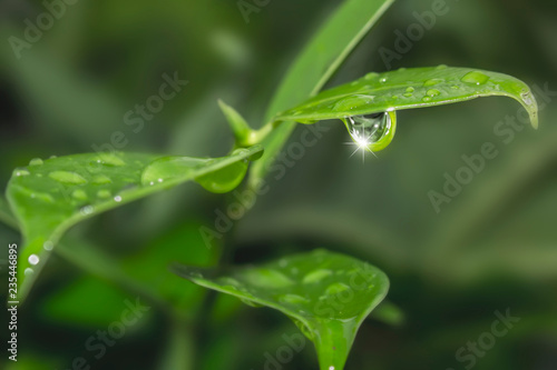 Beautiful natural background, the water drop on leaf background pattern, abstract background