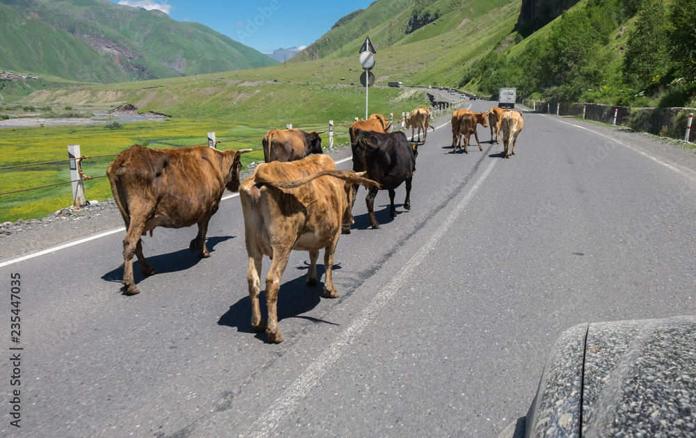 Obraz premium Cows slowly walk on highway in Georgia