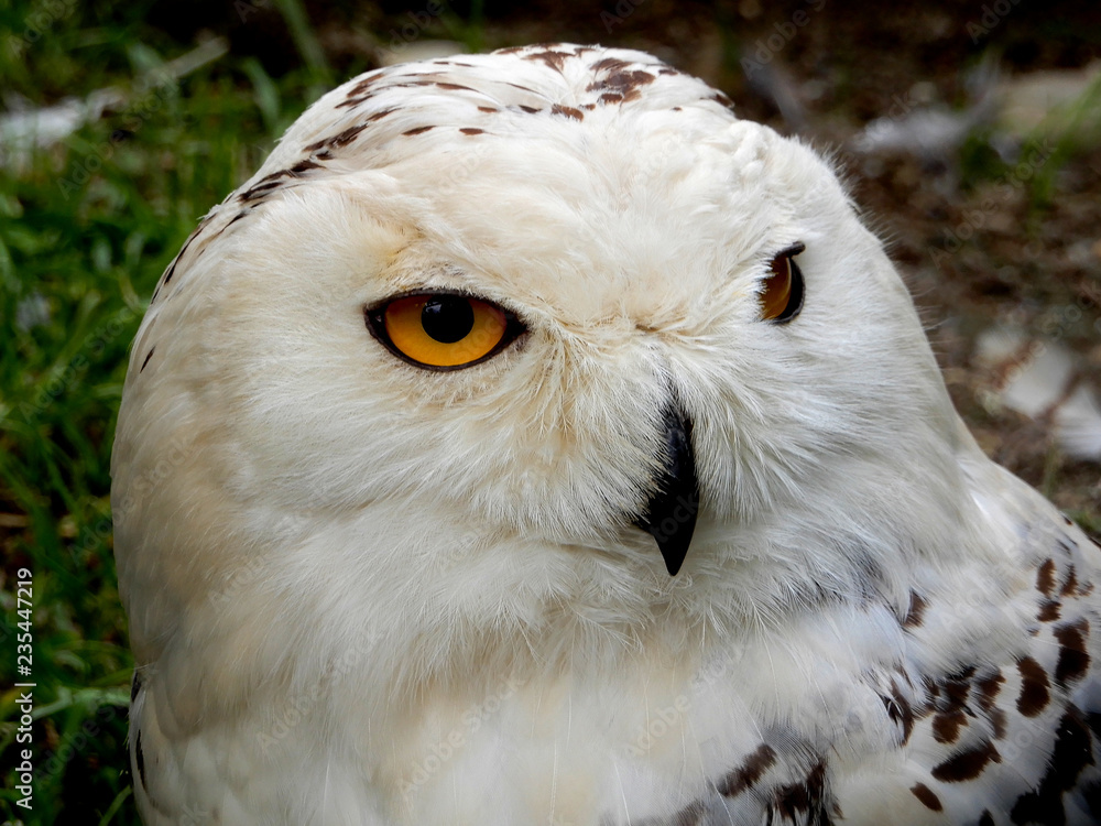Obraz premium Close-up of head of a snowy owl