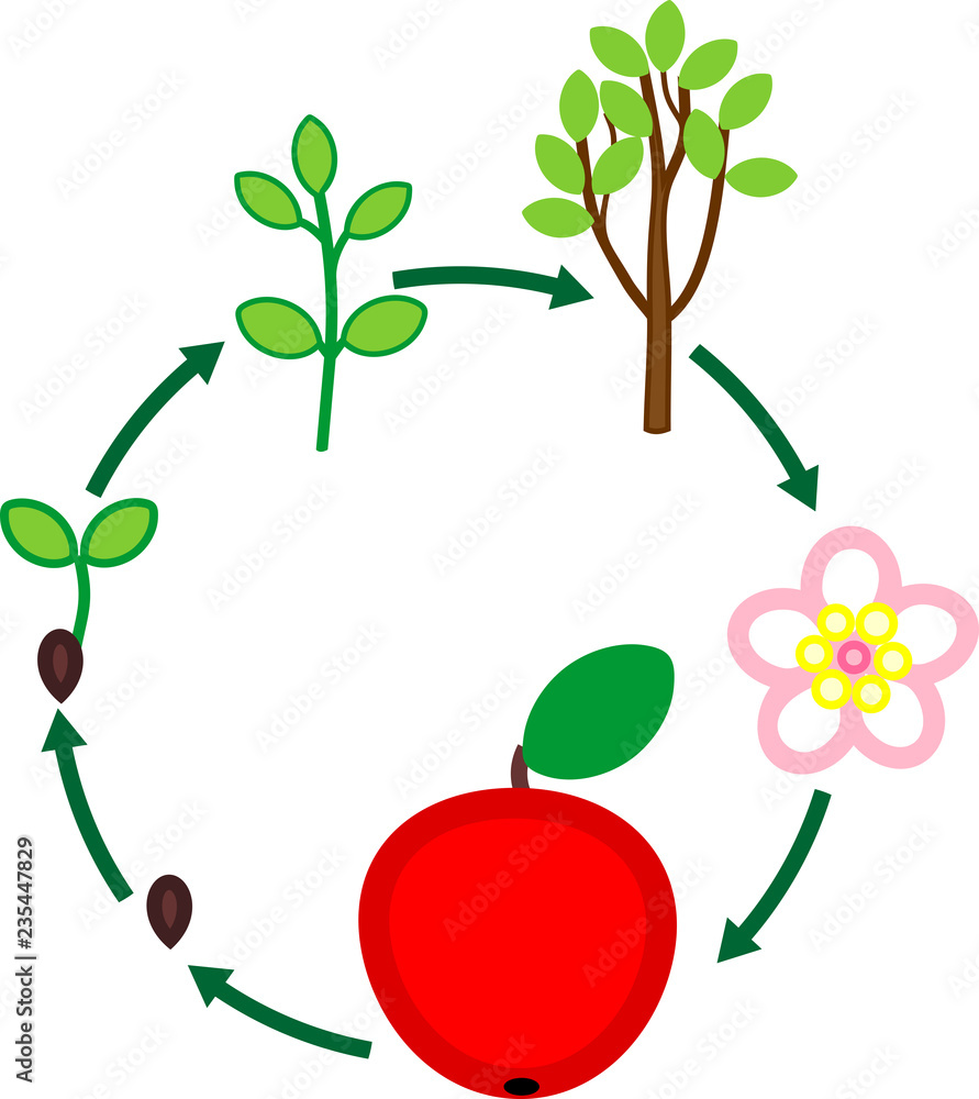 Life cycle of apple tree. Plant growth stage