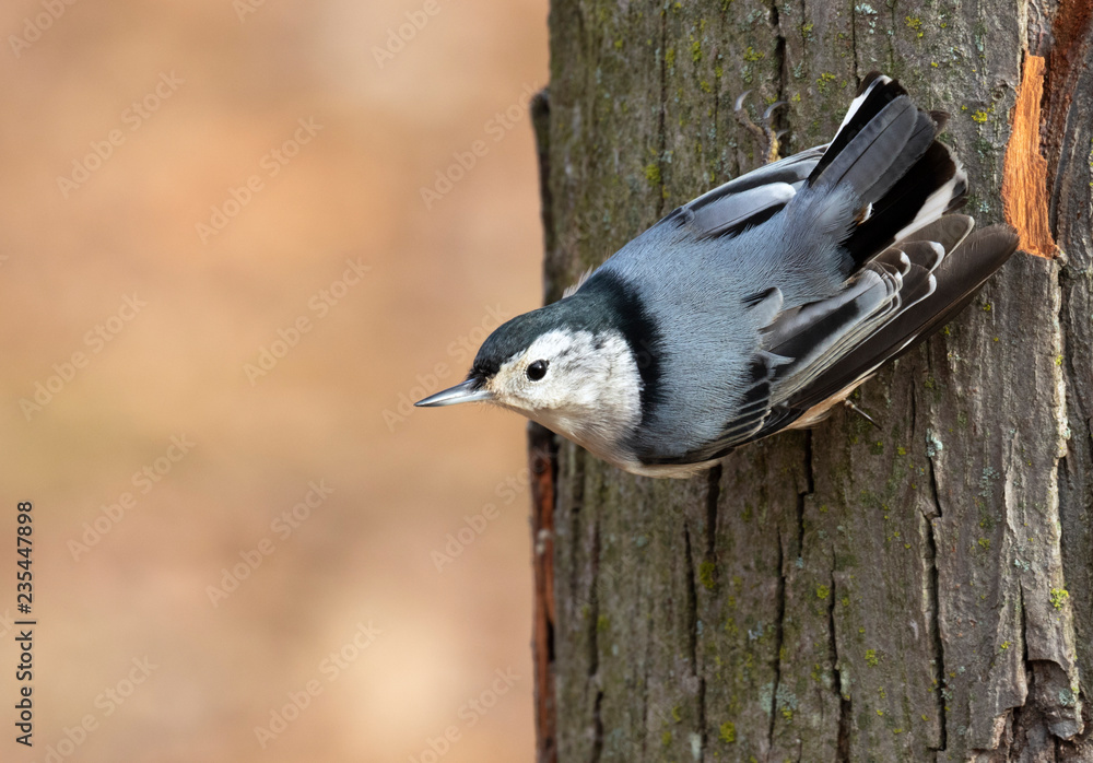 Naklejka premium White-breasted nuthatch (Sitta carolinensis) feeding on a tree trunk, Iowa, USA.